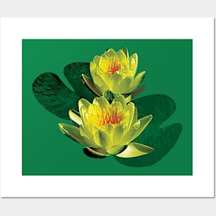 Water Lilies - Two Yellow Water Lilies Posters and Art